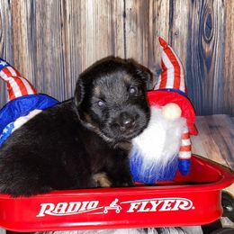 German Shepherd Puppies from Bell’s Shepherd Acres