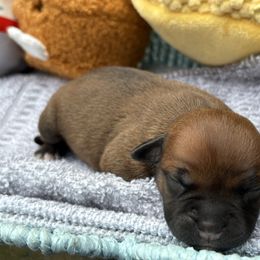 Pele - Fawn female Staffordshire Bull Terrier puppy in Houston, Texas from Breaking Bad Staffords