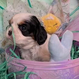Randall - Tri-color male Cavalier King Charles Spaniel puppy in Stilwell, Oklahoma from Love Bug Cavaliers