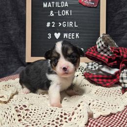 2 yellow collar girl - Black and tan female Pembroke Welsh Corgi puppy in Harrisburg, Illinois from Parish Corgis