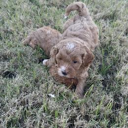 Kona - Brown and white female Cockapoo puppy in Mesa, Arizona from Goldenpaw Cockapoos