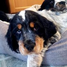 English Springer Spaniel Puppies from Ledge N' Tree English Springer Spaniels