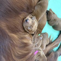 Irish Setter Puppies from Ol' Red Ranch
