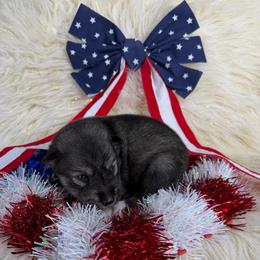 Onion - Agouti and white female Siberian Husky puppy in Folsom, Louisiana from Geaux Fluffy