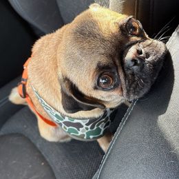 Penny - Pug