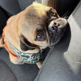 Penny - Pug