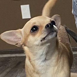 Scarlett - Chihuahua