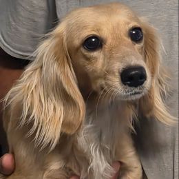 Darcy - Dachshund