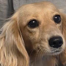 Darcy - Dachshund