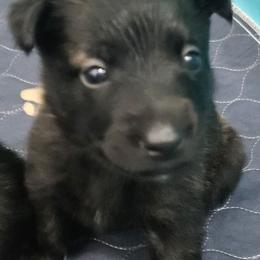 Orange collar girl - Black brindle female Dutch Shepherd puppy in Howey In The Hills, Florida from MAC K9 Dutch Shepherds