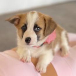 Sheldon - Red male Pembroke Welsh Corgi puppy in Godley, Texas from Chrismark