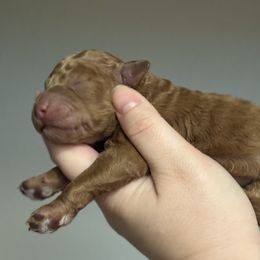 Basil - Apricot female Poodle puppy in Haines City, Florida from Noelle Poodles