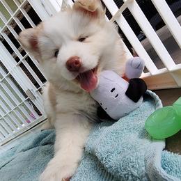 Pomsky and Siberian Husky Puppies from Whitmore Wolfpack LLC
