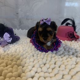 Female 3 1800 - Black and tan female Yorkshire Terrier puppy in Douglas, Georgia from Southern Georgia Yorkies