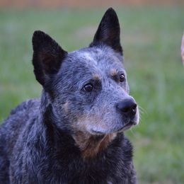 Samson - Australian Cattle Dog