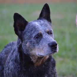 Samson - Australian Cattle Dog