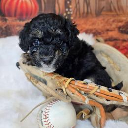 Pluto - Black tri-color male Aussiedoodle puppy in Prescott Valley, Arizona from Ramirez Family Doodles