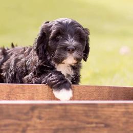 Portuguese Water Dog Puppies from Meridian PWDs