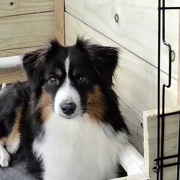 Jenny - Miniature American Shepherd