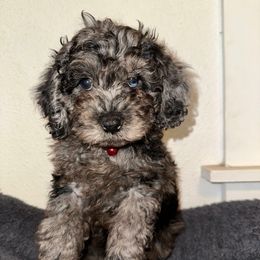 Boy 2 - Merle male Cockapoo puppy in California from Central Valley Scotties