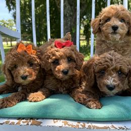 Poodle puppies from Deerly Poodles