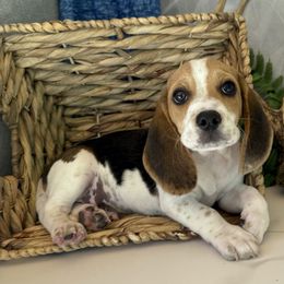 Buddy - Black tan and white male Beagle puppy in West Plains, Missouri from Puppiesulove