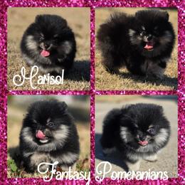 Marisol - Black and tan female Pomeranian puppy in Anna, Texas from Fantasy Pomeranians & Fantasy Aussies