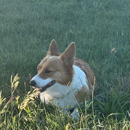 Annie Mae - Pembroke Welsh Corgi