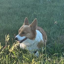Annie Mae - Pembroke Welsh Corgi