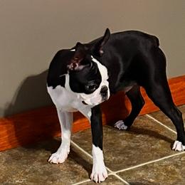 Grim - Black and white male Boston Terrier puppy in West Liberty, Kentucky from 3B Kennels-Beth’s Best Boston’s