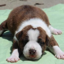 Carrot - Red brindle male American Staffordshire Terrier puppy in Guilford County, North Carolina from Explicit Kennel