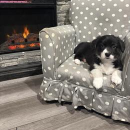 Dove - Black and white female American Corgi puppy in Temple, Texas from Silver Moon Cardigan and American Corgis