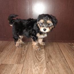 Charlie - Black and tan male Morkie puppy in Lapeer, Michigan from Puppy Kisses