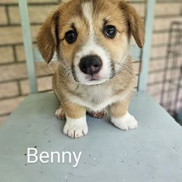 Benny - Red merle and white male American Corgi puppy in Centerville, Tennessee from Katerina's American Corgis