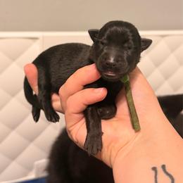 Green - Black male German Shepherd puppy in Hammond, Louisiana from Von LaMarca German Shepherds