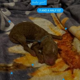 Cora - Blue collar - Apricot female Goldendoodle puppy in Puyallup, Washington from Dawnie’s Doodles