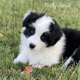 Firefly - Black Border Collie puppy in Olney, Illinois from Heronwood Border Collies