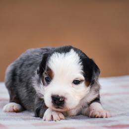 Lace - Blue merle female Miniature American Shepherd puppy in Chocowinity, North Carolina from Foxtail Hollow
