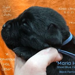 Agent Maria Hill - Steel Blue Collar, Black Female - 3,500 - Black female Labrador Retriever puppy in Eaton Rapids, Michigan from Higher Ground Labradors