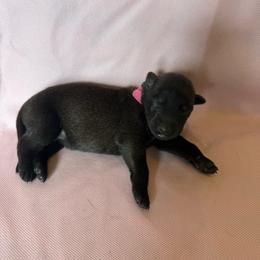 Dark pink - Red sable female Belgian Malinois puppy in Highland City, Florida from VonSal Kennels