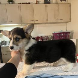 Pembroke Welsh Corgi Puppies from Blue Angel Kennels