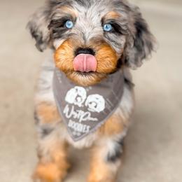 Oslo - male Australian Mountain Doodle puppy in Pittsburgh, Pennsylvania from WestPenn Doodles LLC