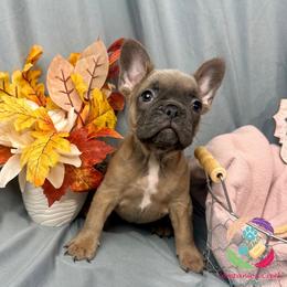 Cinder - Blue fawn female French Bulldog puppy in Bowman, Georgia from Companion Creek Farm
