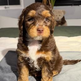 Romeo - Brown and tan male Cockapoo puppy in Queens, New York from The 2 Musketeers_Cockapoos