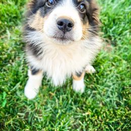 Boy 4 - Black tri Miniature Australian Shepherd puppy in Shingletown, California from Whiskeytown Aussies