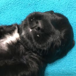 Miniature Schnauzer Puppies from Pamela Aumueller