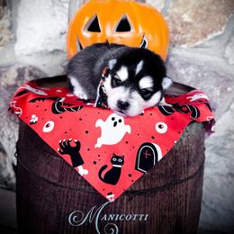 Manicotti - Black and white male Pomsky puppy in Venus, Pennsylvania from Hemlock Pines Pomsky