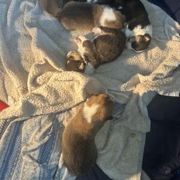 Dachshunds, French Bulldogs, and Pembroke Welsh Corgis from Corgis at the Jersey Shore/Frenchie Connection