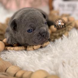 French Bulldog Puppies from Bates Bulldogs