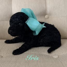 Iris - Black female Poodle puppy in Fishers, Indiana from Grace Haven Poodles